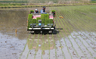 Year\`s first rice planting in Hamyang