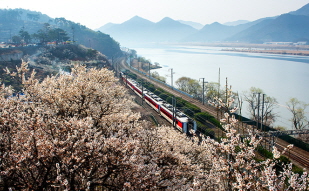 Maehwa apricot blossoms welcome spring