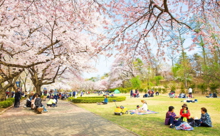 Enjoy Spring Blossom Roads in Seoul