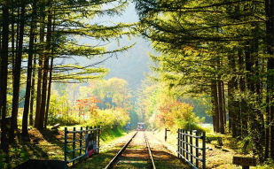 Pedal your Way through Autumn on Rail Bikes!