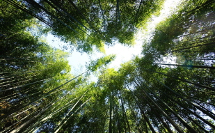 Refresh Yourself in the Bamboo Forest of Damyang!